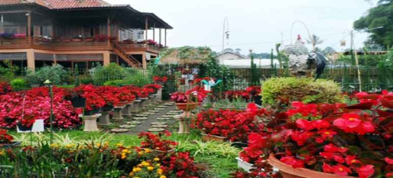 Tempat Wisata Di Bandung Taman Begonia Lembang