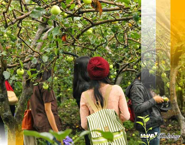 Wisata edukasi kebun buah mangunan